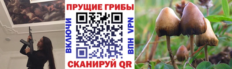 Псилоцибиновые грибы мицелий  наркотики  Куровское 